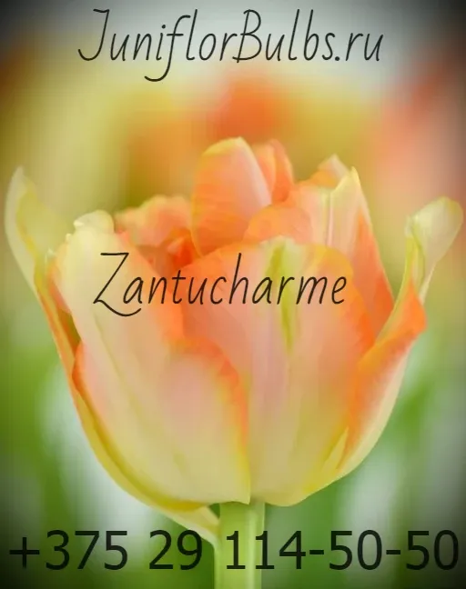 Луковицы тюльпанов сорт Zantucharme 12\+