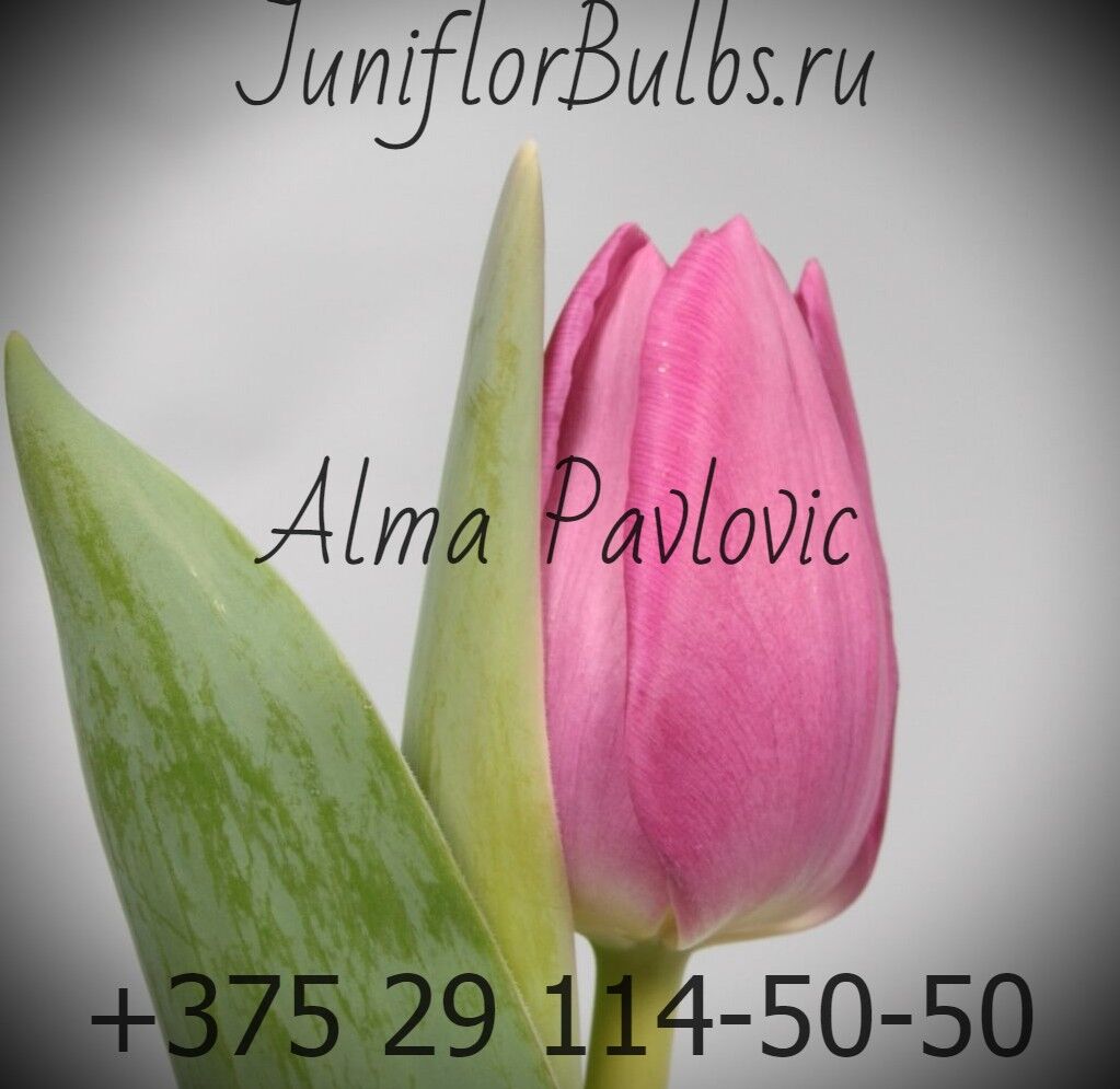Луковицы тюльпанов сорт Alma Pavlovic 1