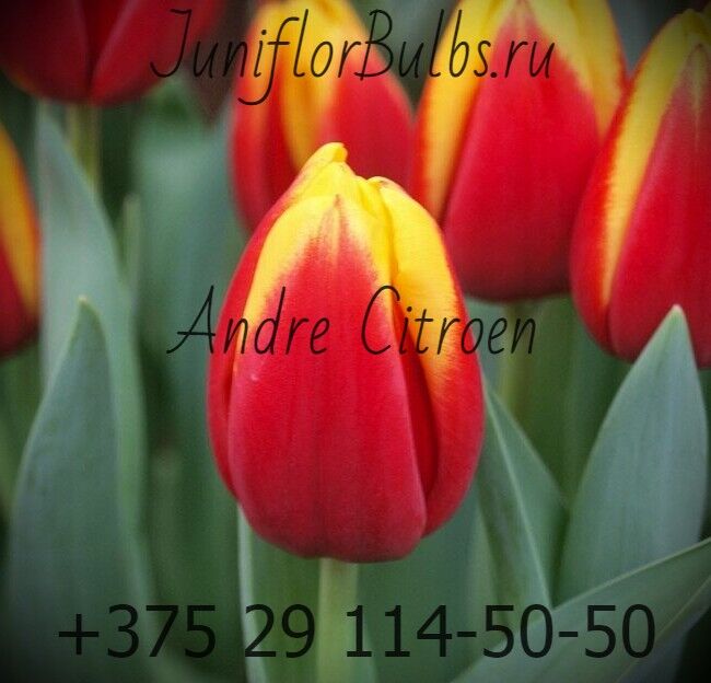 Луковицы тюльпанов сорт Andre Citroen 12+