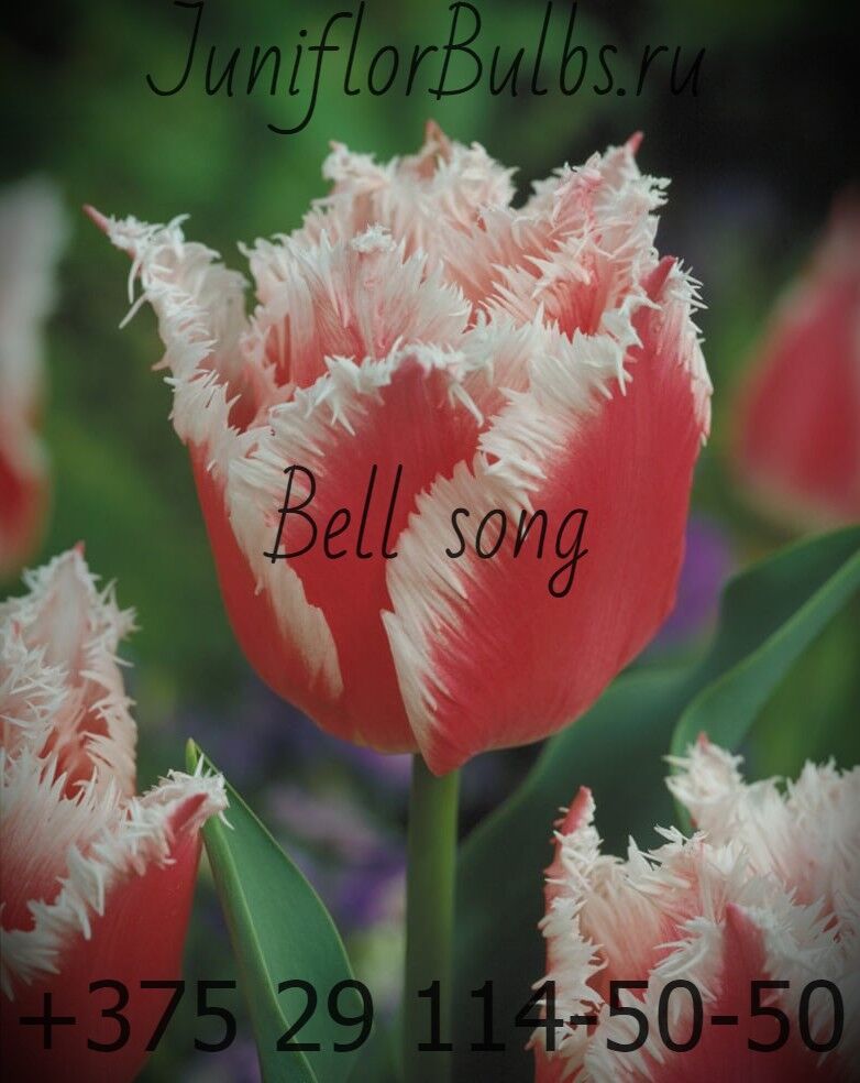 Луковицы тюльпанов сорт Bell Song 11\12